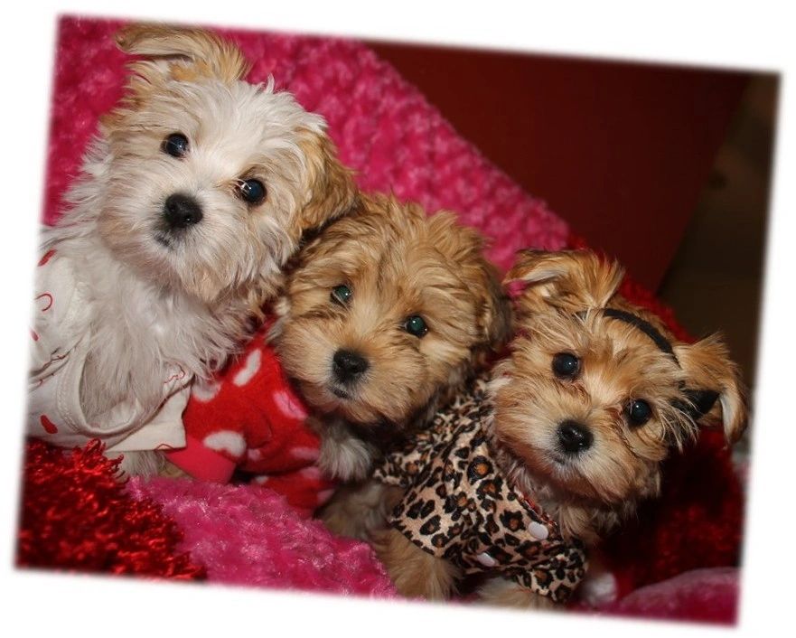 Morkie Available Puppies   Cr=t 0%25,l 0%25,w 100%25,h 100%25